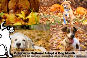 National Adopt A Dog Month
